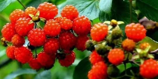 95后“带货小仙女”宋祖儿 商业价值涨势备受瞩目“tyc7111cc太阳成集团”(图1) 太阳成tyc7111cc